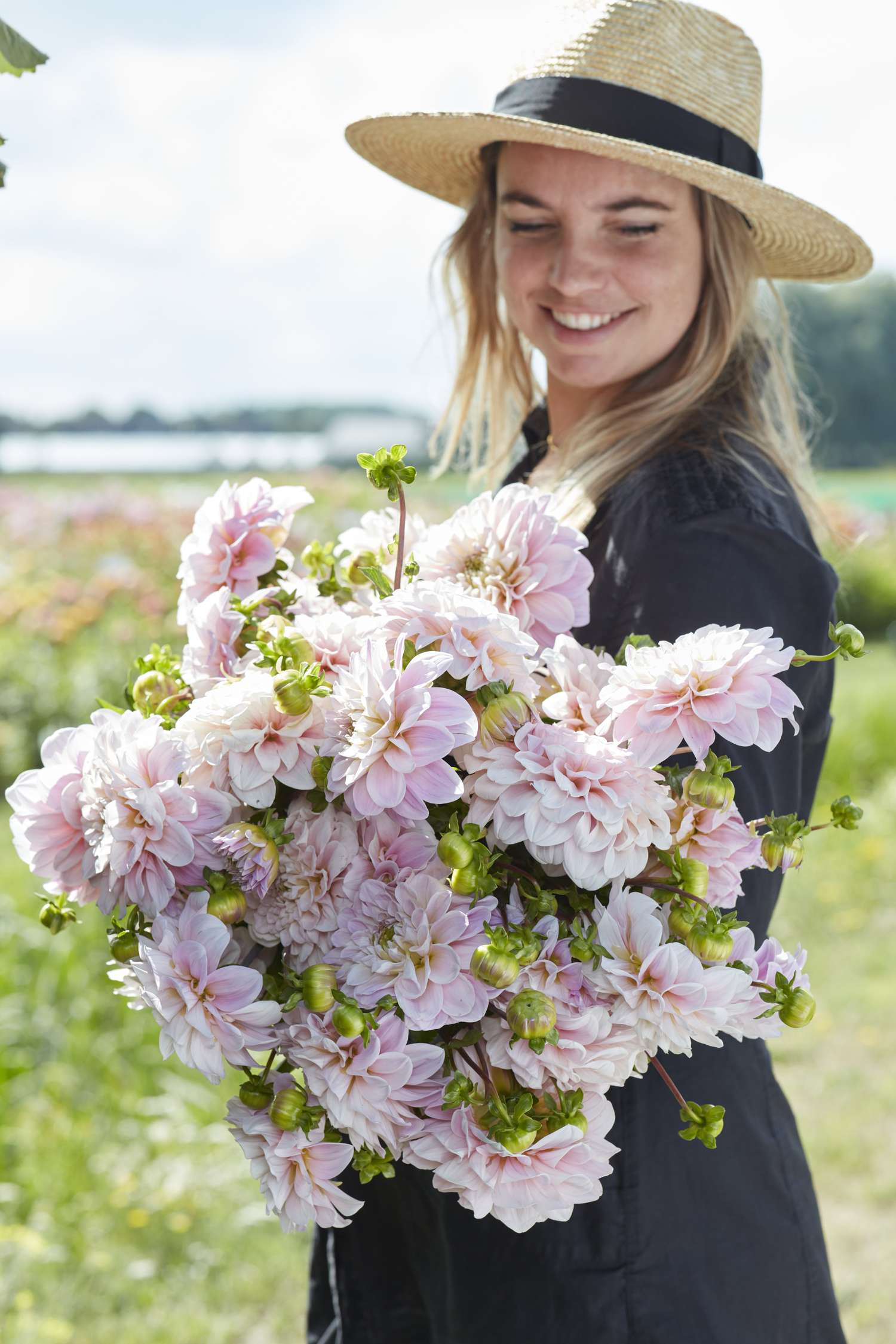 Dahlie 'Sweet Nathalie'